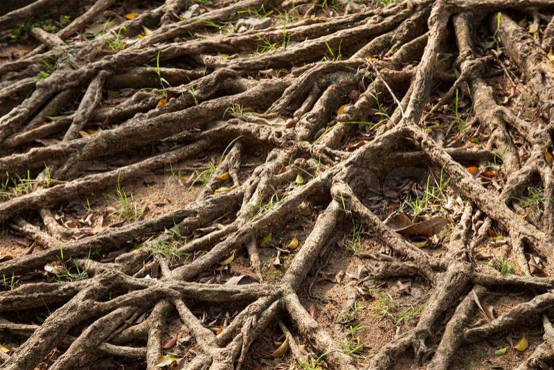 Root of the tree, stock photo