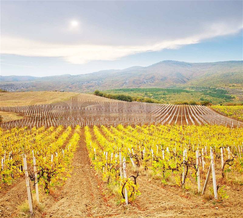 Vineyard in Crimea, mountain in Crimea, stock photo