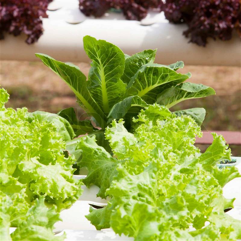 Hydroponic vegetable is planted in a garden, stock photo