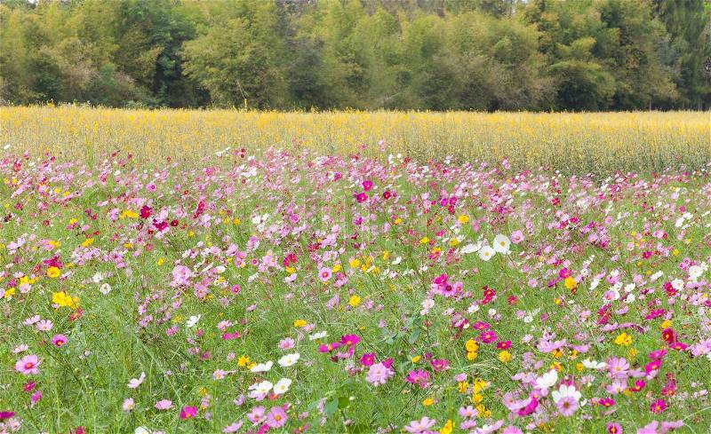 Beautiful flowers in the meadow, stock photo