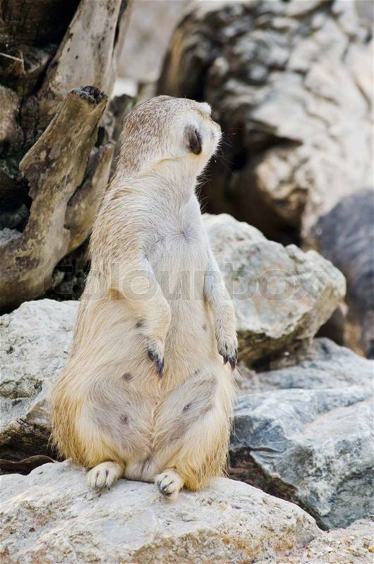 Meerkat in the wild life, stock photo