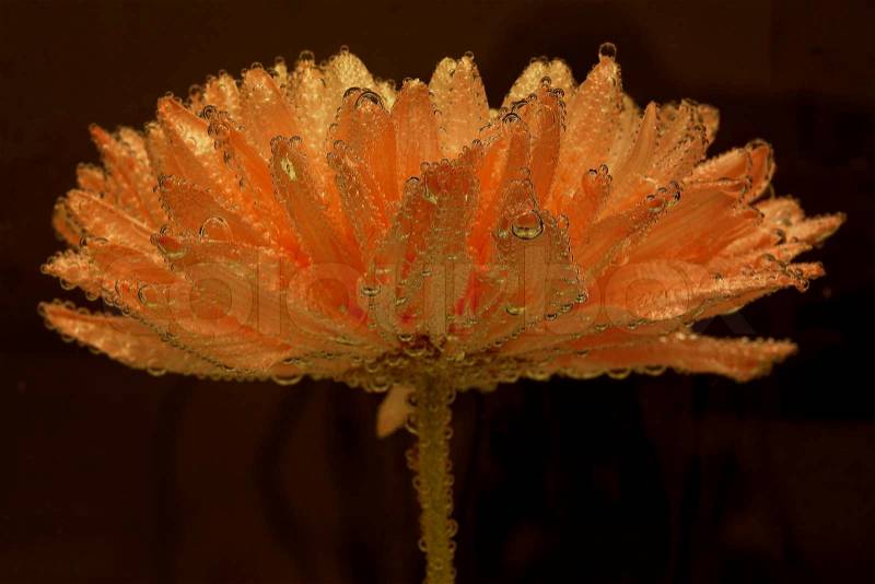 Chrysanthemum under water with air drops on black background, stock photo