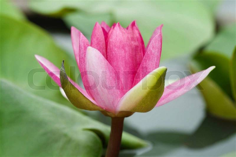 Red water lily with lotus leaf on pond, stock photo