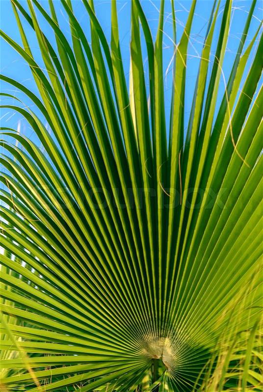 Palm tree leaf background, stock photo