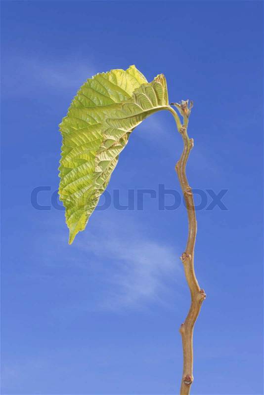 Sprout leaf, stock photo