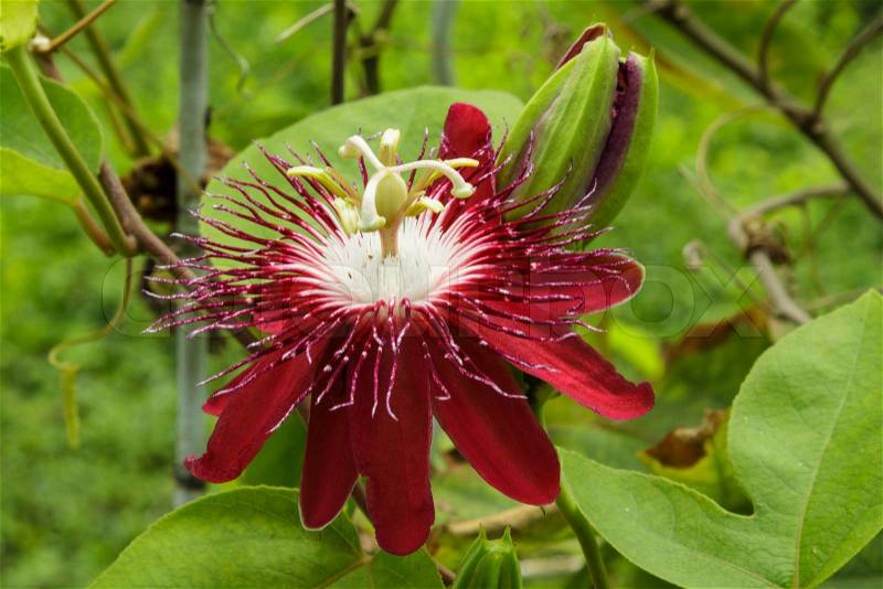 Passion flowers or passion vines Lady Magaret, stock photo