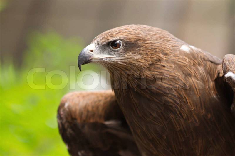 Portrait of a black hawk, stock photo