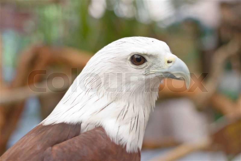 Close up Brahminy Kite ,Red-backed Sea Eagle, stock photo