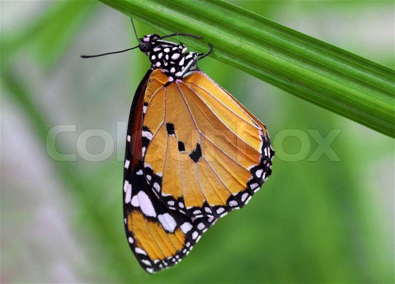 Monarch butterfly hanging upside down on a plant, stock photo