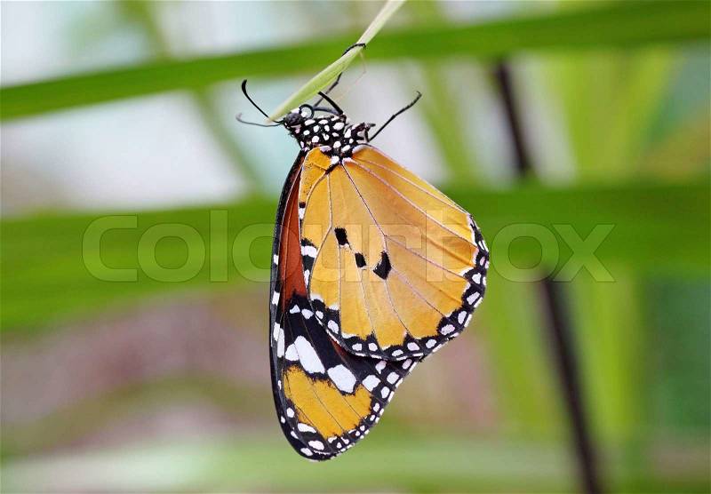 Monarch butterfly hanging upside down on a leaf, stock photo