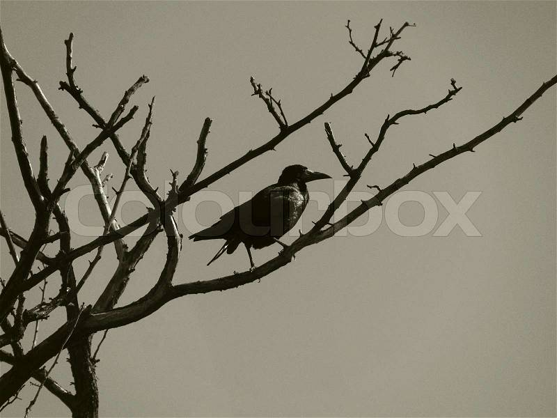 Black raven on a branch of dry tree, stock photo