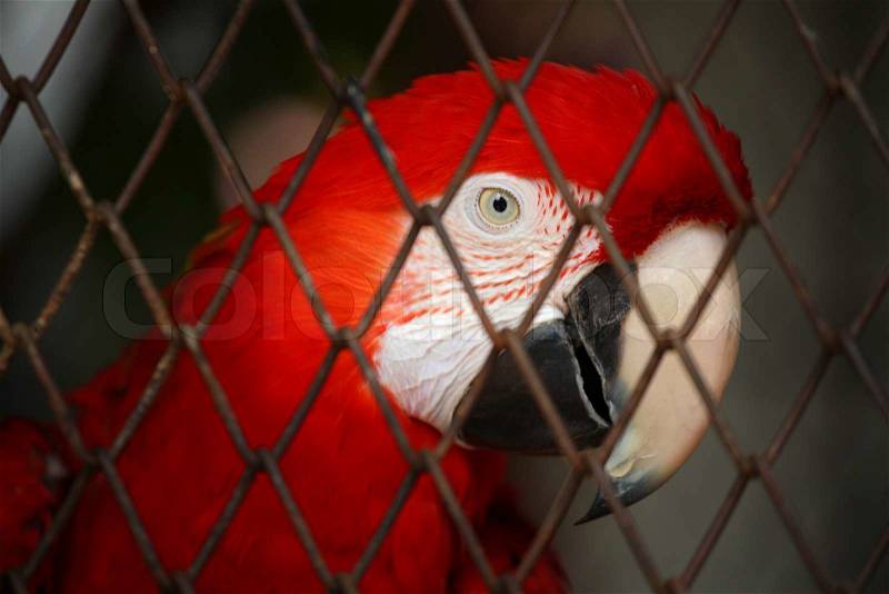 Red Macaw in bird cage, stock photo