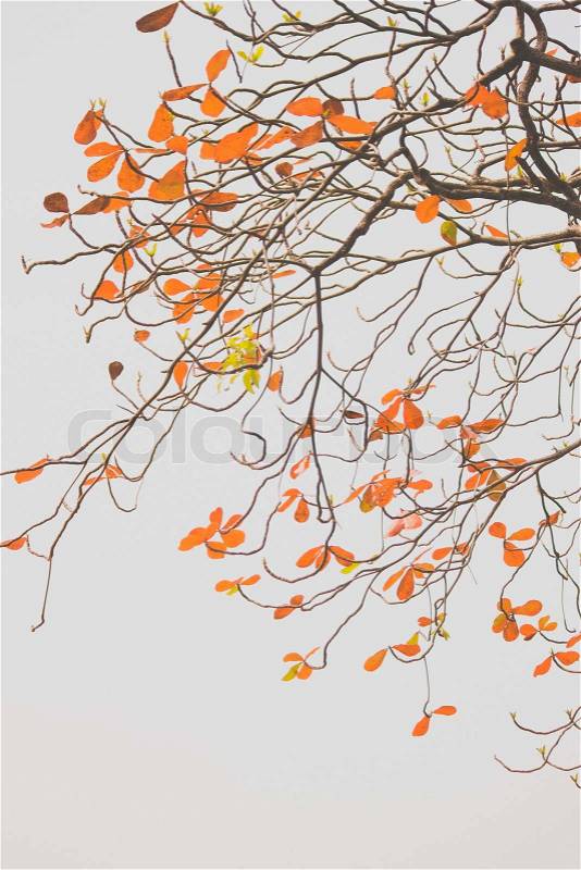 Fall leaves on white background, stock photo