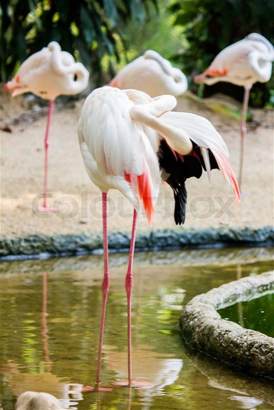Flamingos in zoo, stock photo