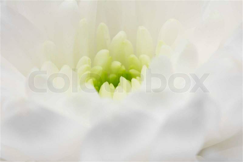 Close view of white flower : aster with white petals and yellow heart, stock photo