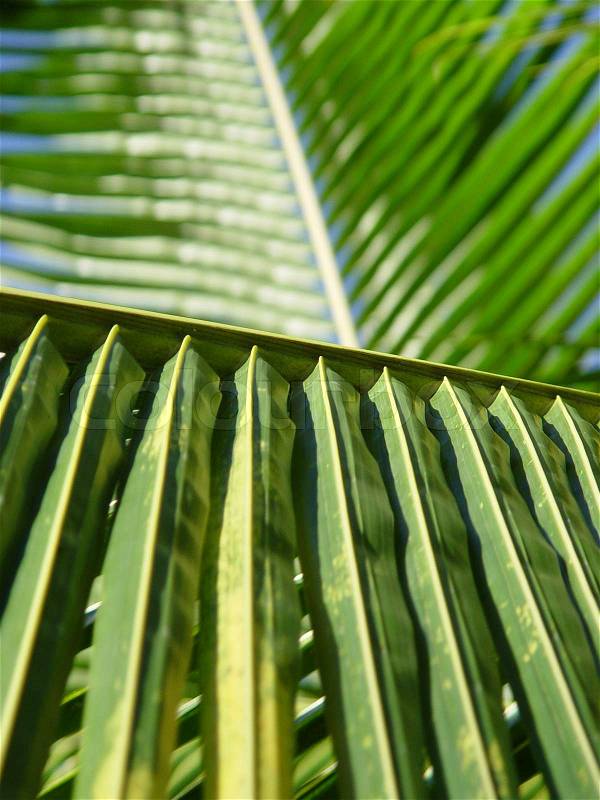 Close-up on palm leaf, stock photo