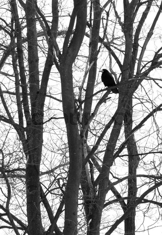 Black raven on tree at winter, stock photo