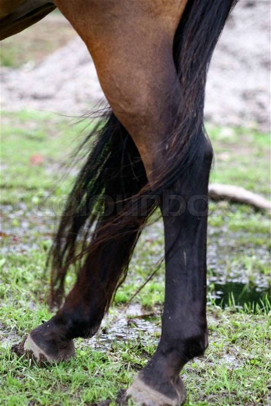 Stock image of \'horse, hoof of horse, legs\'