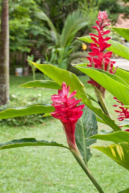 Beautiful Tropical Red Ginger Alpinia Purpurata Flower in green garden, stock photo