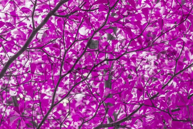 Abstract violet or purple tree leaf against sunlight, stock photo