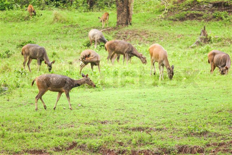 Deer herd in meadow scene at forest, Thailand, stock photo