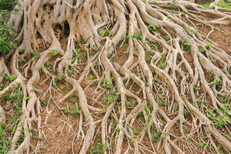 Tree roots on the ground, stock photo