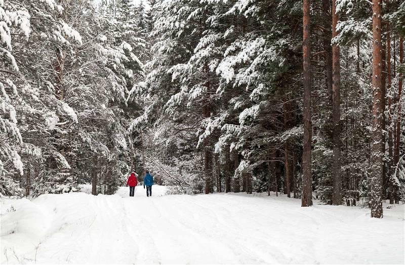 Two people walking in the winter snowy forest, stock photo