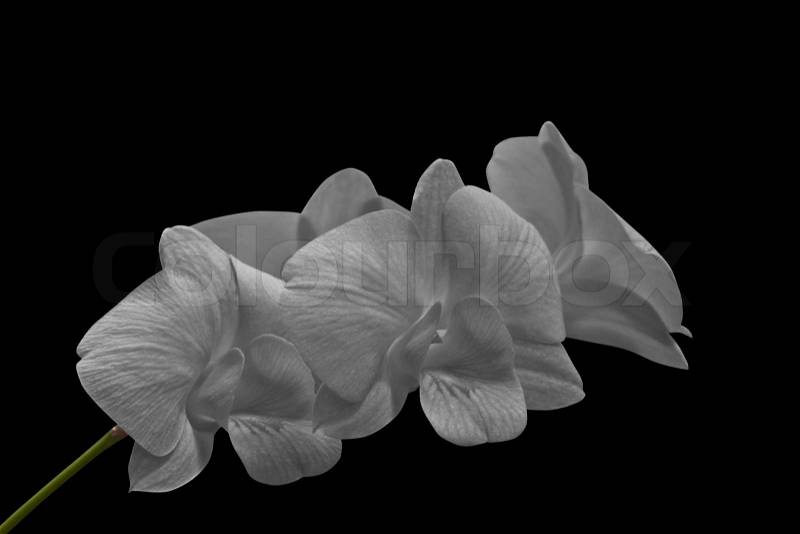 White orchid isolated on black background, stock photo