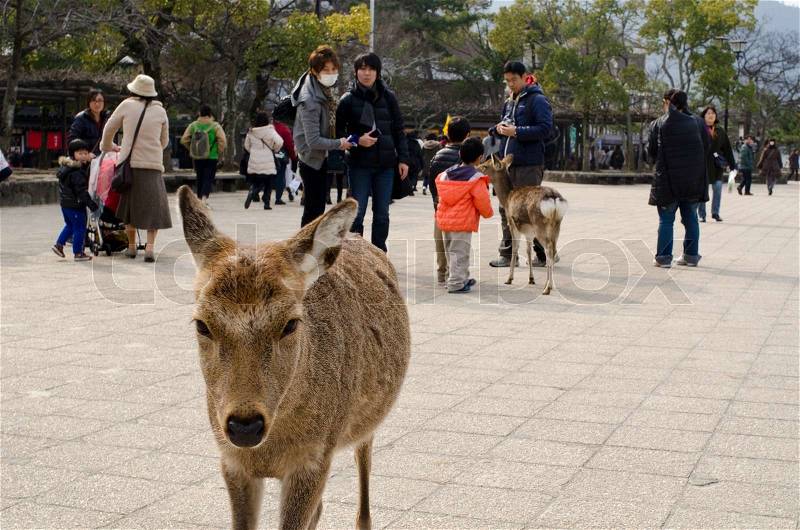 Sika deer among people on Miyajima Island in Japan, stock photo