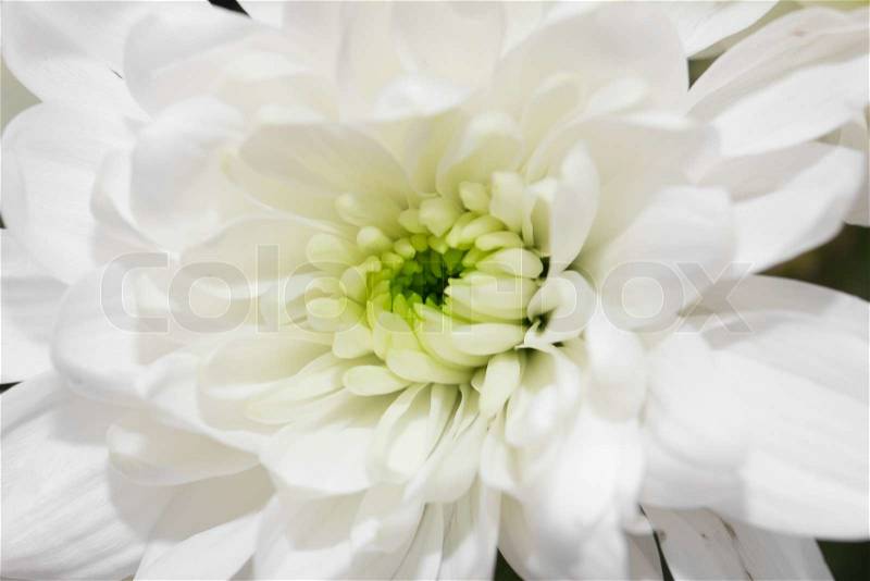 Close view of white flower : aster with white petals and yellow heart, stock photo