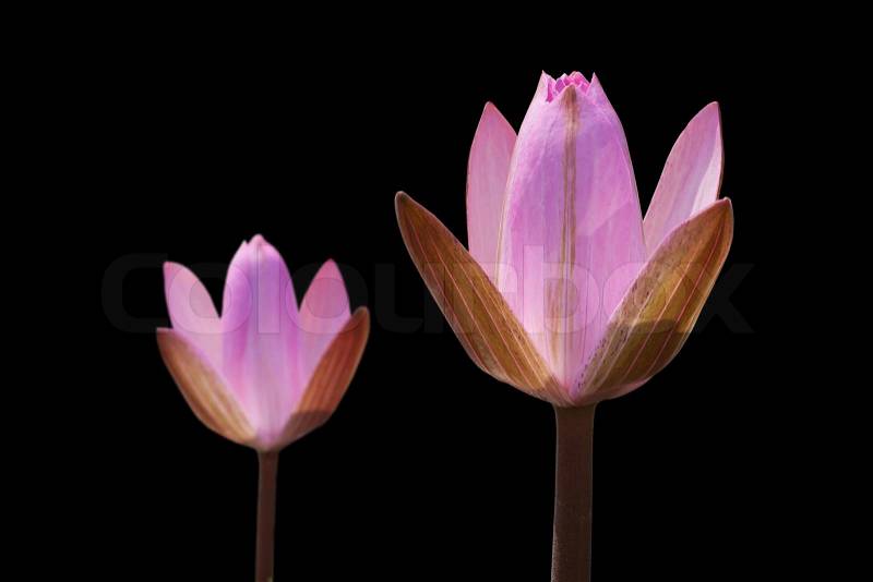 Pink lotus isolated on black, stock photo