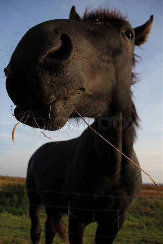 Farm animal, the black horse with her snout in the air in the countryside in summertime, stock photo