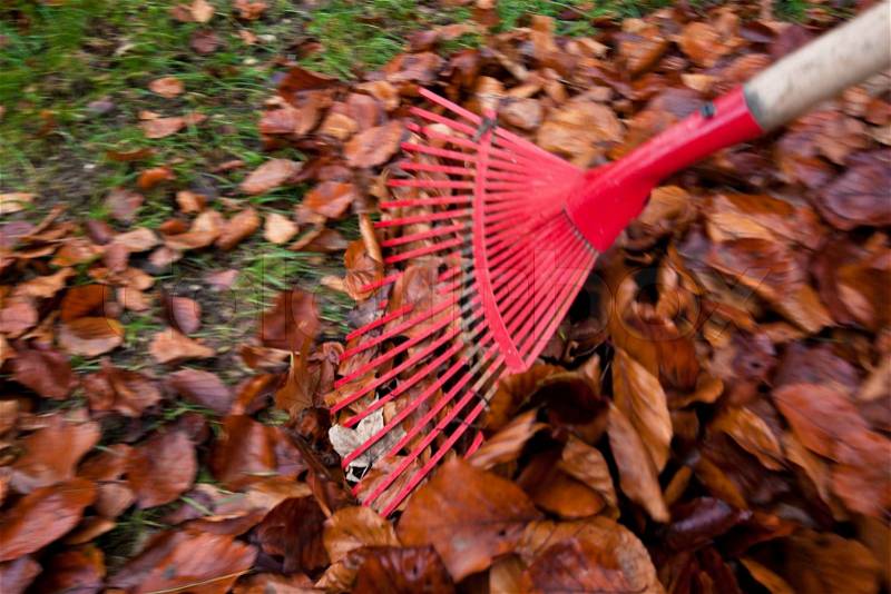 Raking leaves. remove leaves. gardening in the fall, stock photo