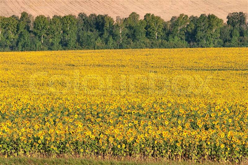 Field, outdoor, trees, agriculture, flowers, view, day, horizontal, yellow, urban, sunflowers, full, flora, color,beautiful, nature, environment, landscape, stock photo