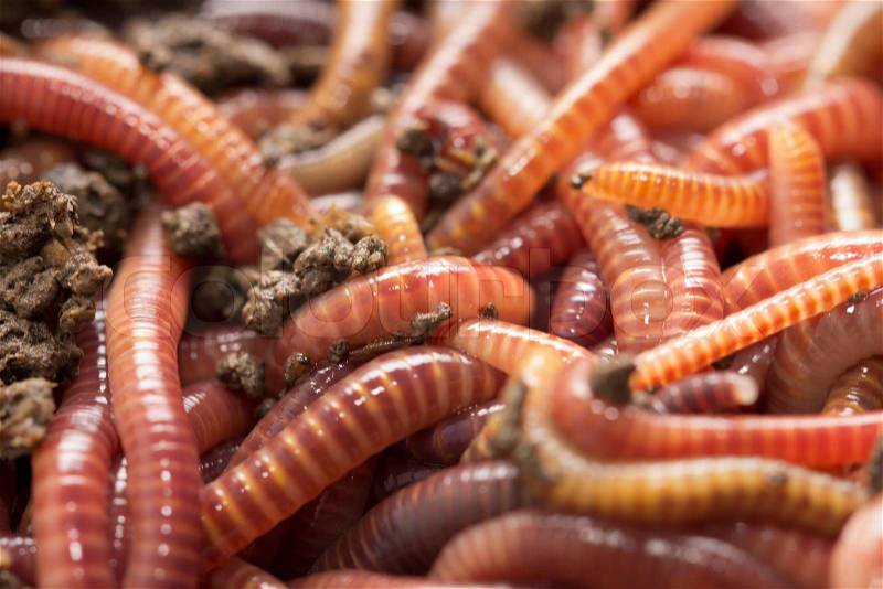 Red worms in compost - bait for fishing, stock photo