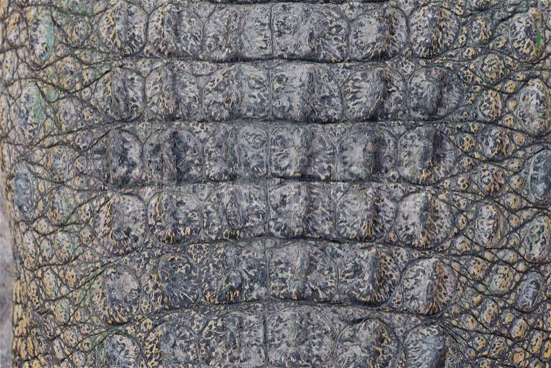 Wild crocodile skin pattern, stock photo