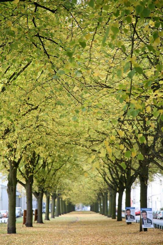 Beautiful alley covered with trees in summer, stock photo