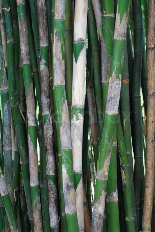 Zen bamboo, stock photo