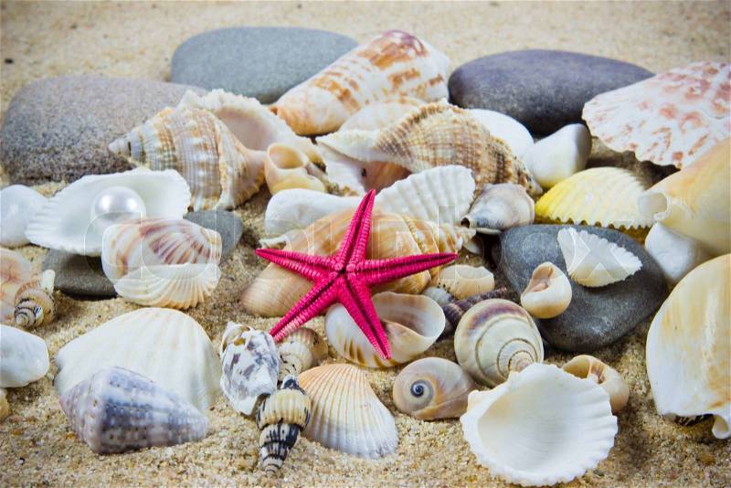 The exotic sea shell . treasure from the sea, stock photo