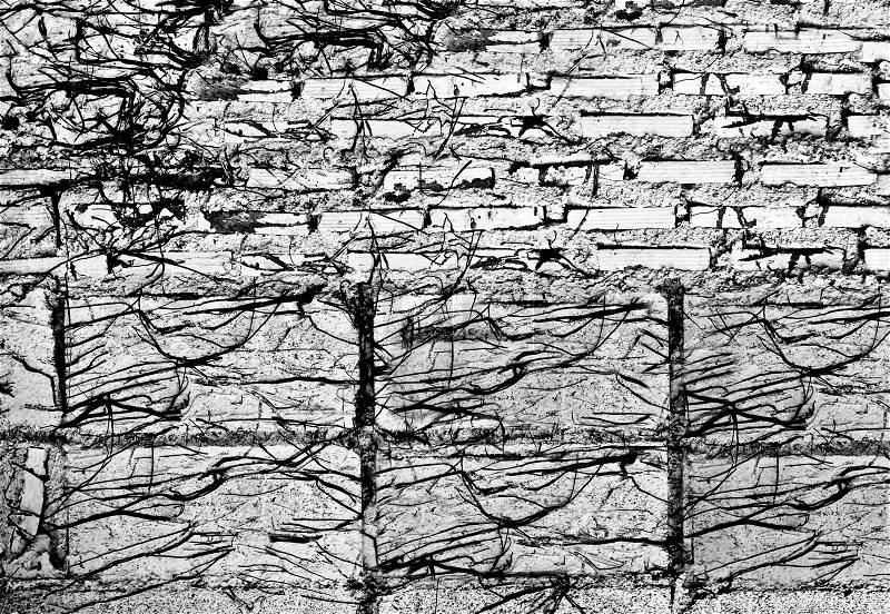 The Abstract old brick wall and tree roots background, stock photo