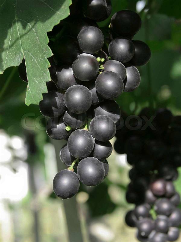 Grapes fruit at the winery yard the gardener produce great vintage tasty wine , stock photo