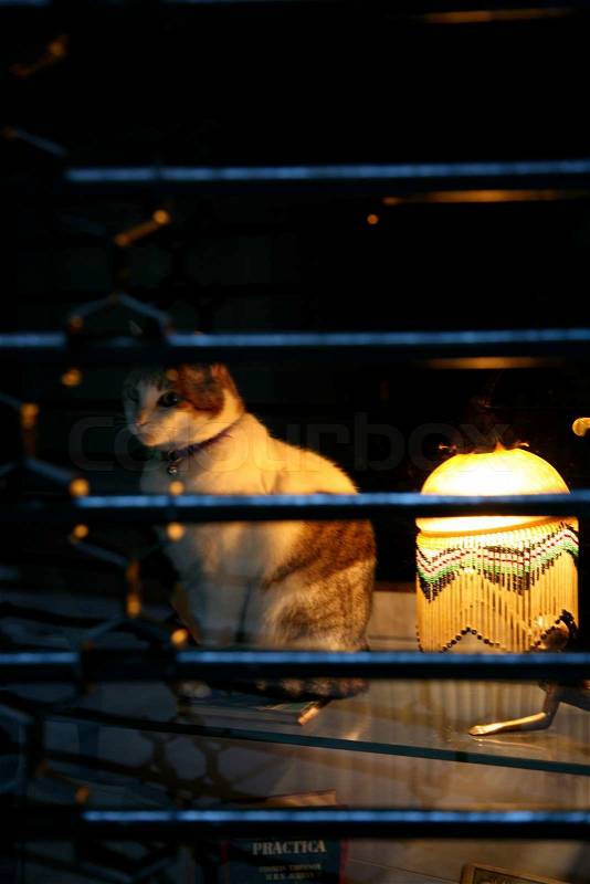 Stock image of \'cats, windows, animals\'