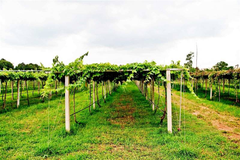 The Row of grapevine on vineyard, stock photo