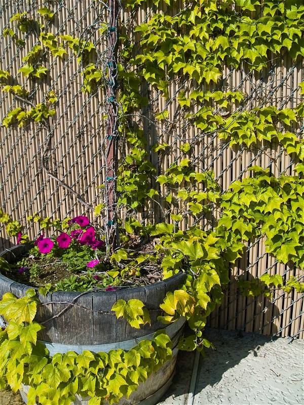 Violet Petunias growing in a wooden planter with ivy growing up a fence, stock photo