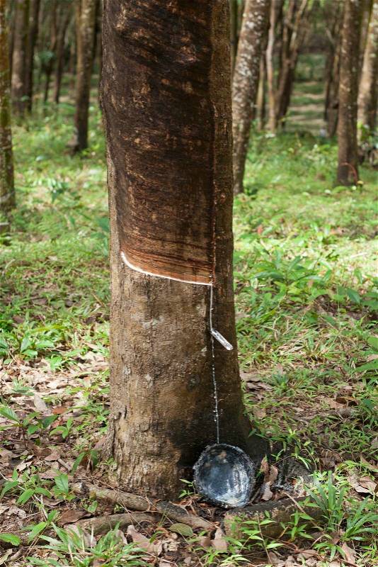 Rubber forest, stock photo