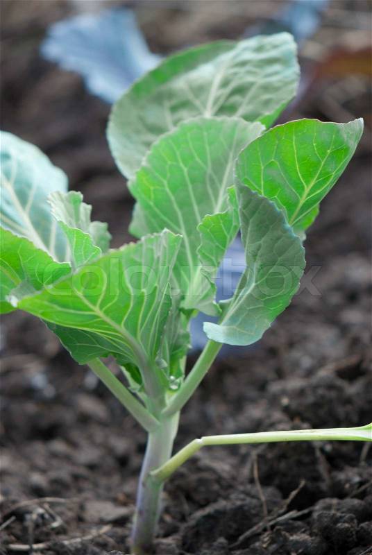 Young cabbage sprouts on the vegetable bed, stock photo
