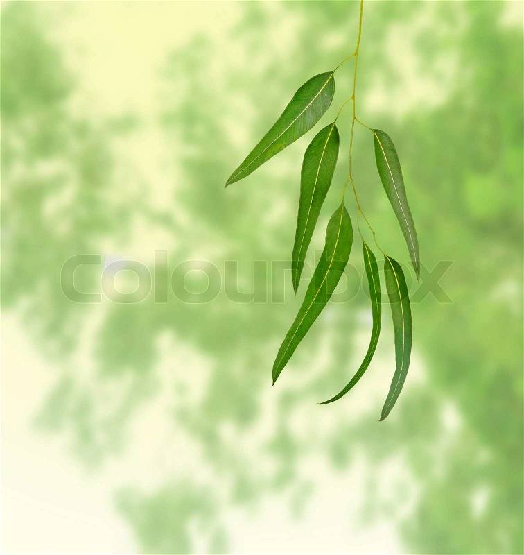 Eucalyptus branch, stock photo
