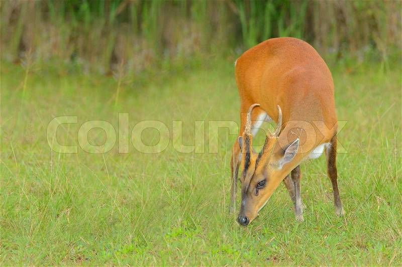 The little deer nibble grass in national park, Thailand, stock photo