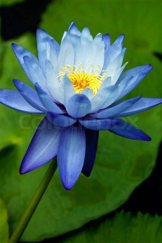 Blue Water Lily, stock photo