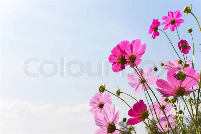 Blossom pink flower in a beautiful day, stock photo
